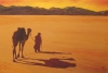 Leading Camel to Yellow Sky